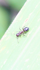 Dolichoderus sibiricus