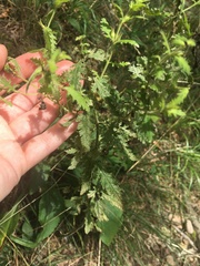 Aureolaria pectinata