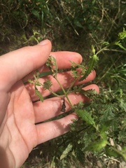 Aureolaria pectinata