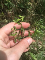 Aureolaria pectinata