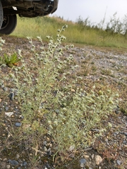 Artemisia jacutica