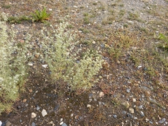 Artemisia jacutica
