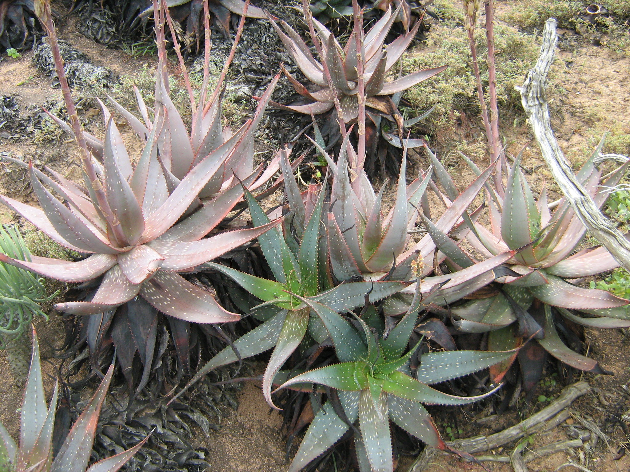 Aloe framesii