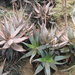 Aloe framesii - Photo (c) janeennichols, some rights reserved (CC BY-NC)