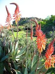 Aloe microstigma framesii