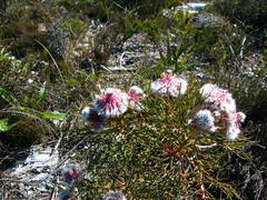 Serruria phylicoides