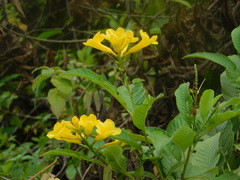Tecoma castanifolia