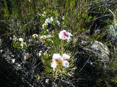 Serruria phylicoides
