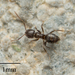 Rover Ants - Photo no rights reserved, uploaded by Jesse Rorabaugh