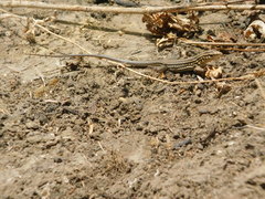 Medopheos edracanthus