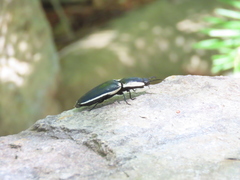 Chalcolepidius apacheanus