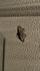 Anavitrinella pampinaria