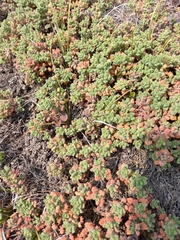 Dracocephalum palmatum