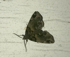 Zanclognatha laevigata