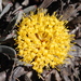 Grey Snakestem Pincushion - Photo (c) Charles Stirton, some rights reserved (CC BY-SA), uploaded by Charles Stirton