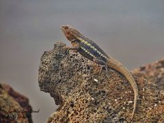 Microlophus bivittatus