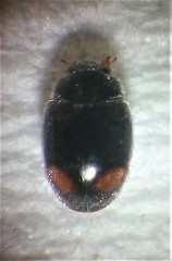 Nephus binaevatus