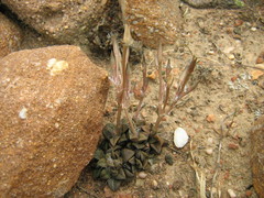 Anacampseros retusa