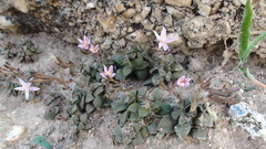 Anacampseros retusa