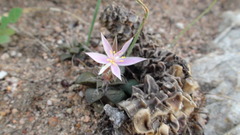 Anacampseros retusa