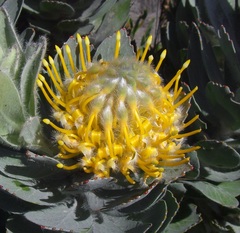 Leucospermum conocarpodendron conocarpodendron