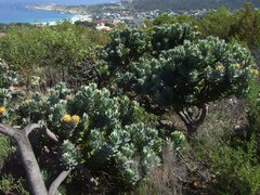Leucospermum conocarpodendron conocarpodendron