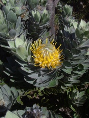 Leucospermum conocarpodendron conocarpodendron