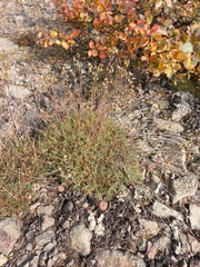 Eremogone tschuktschorum