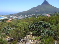 Leucospermum conocarpodendron conocarpodendron