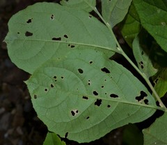 Styrax americanus