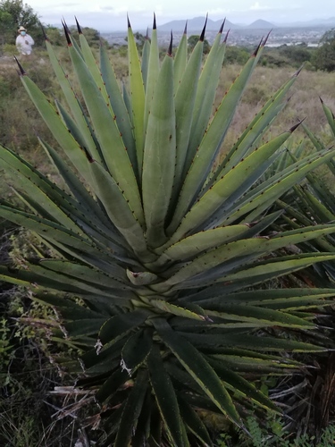 Agave karwinskii