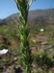 Lyperia