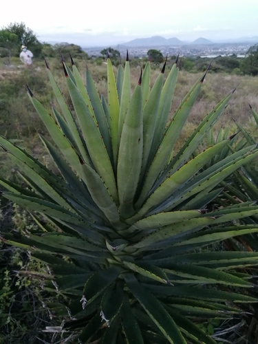 Agave karwinskii
