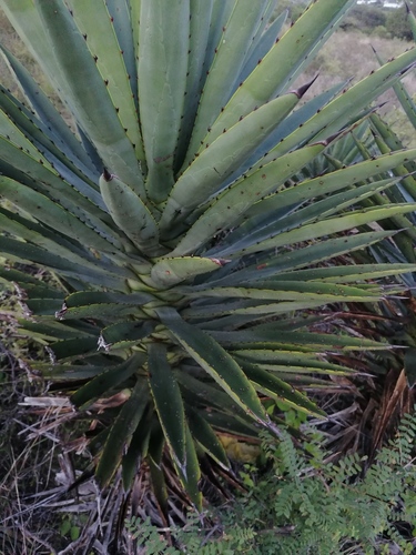 Agave karwinskii