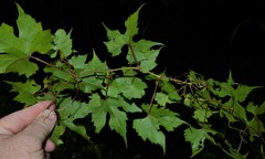 Vitis palmata