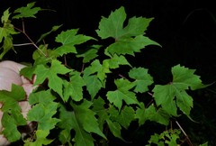 Vitis palmata