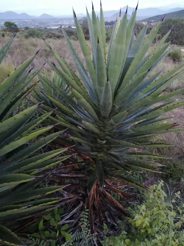 Agave karwinskii