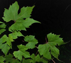 Vitis palmata