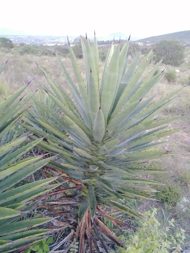 Agave karwinskii