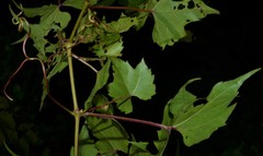 Vitis palmata