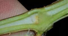 Vitis palmata