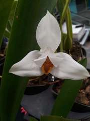 Maxillaria grandiflora