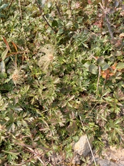 Sieversia pusilla