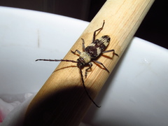 Megacyllene antennata