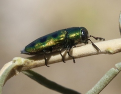 Knowltonia calida
