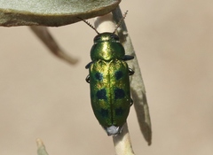 Knowltonia calida