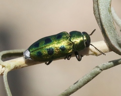 Knowltonia calida