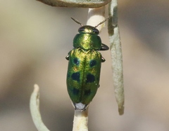 Knowltonia calida