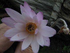 Knowltonia tenuifolia