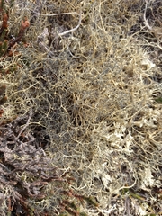 Alectoria ochroleuca